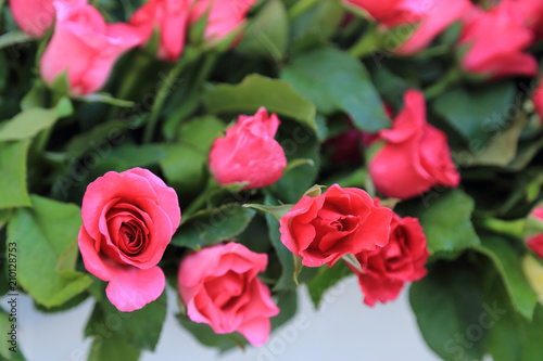 Pink roses in flowers bouquet.