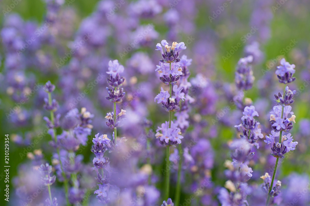 Fototapeta premium beautiful close-up shot of lavender flowers on the field