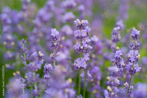 beautiful close-up shot of lavender flowers on the field