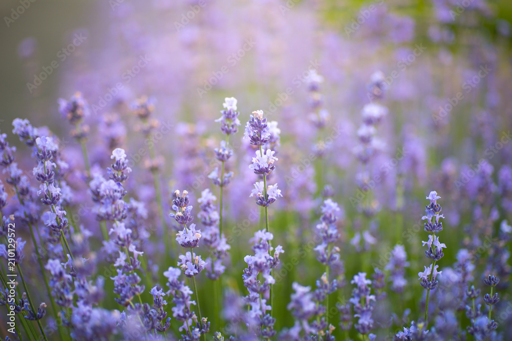 Blooming Bright Purple Lavender Flowers