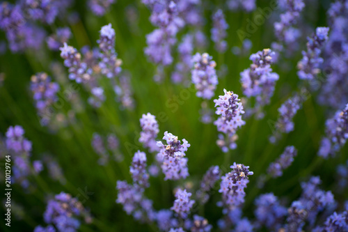 Many of beauty purple lavender flowers in garden