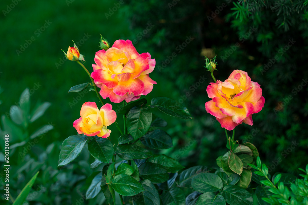 Blooming Pullman Orient Express roses in the garden Blooming Pullman Orient Express roses in the garden