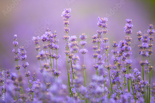 Blooming lavender in a field at sunset
