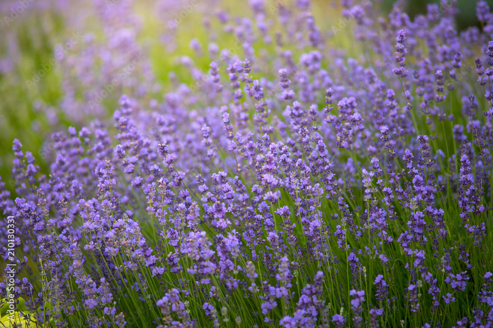 Naklejka premium Nature background of fresh Lavender flower fields