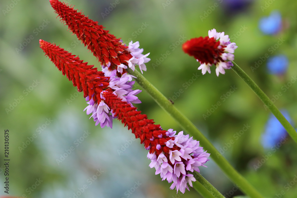 Primula vialii blooms in the summer from June to August with red purple flowers Primula vialii blooms in the summer from June to August with red purple flowers