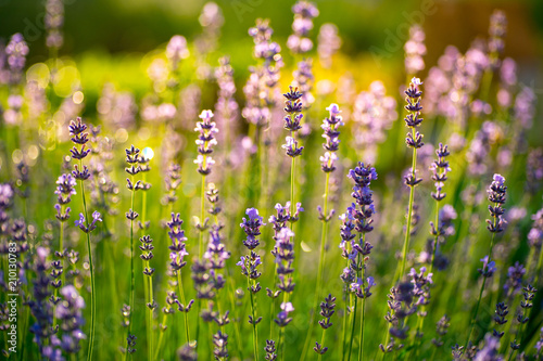purple lavender flowers at morning time with blurred background in the garden