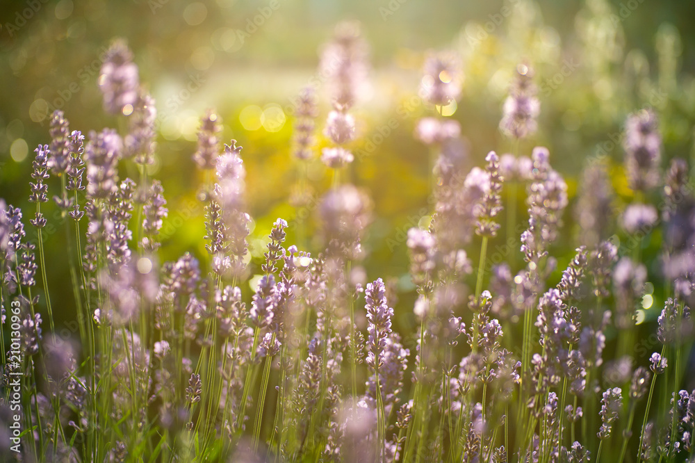 Obraz premium Lavender Field in the summer, natural colors, selective focus