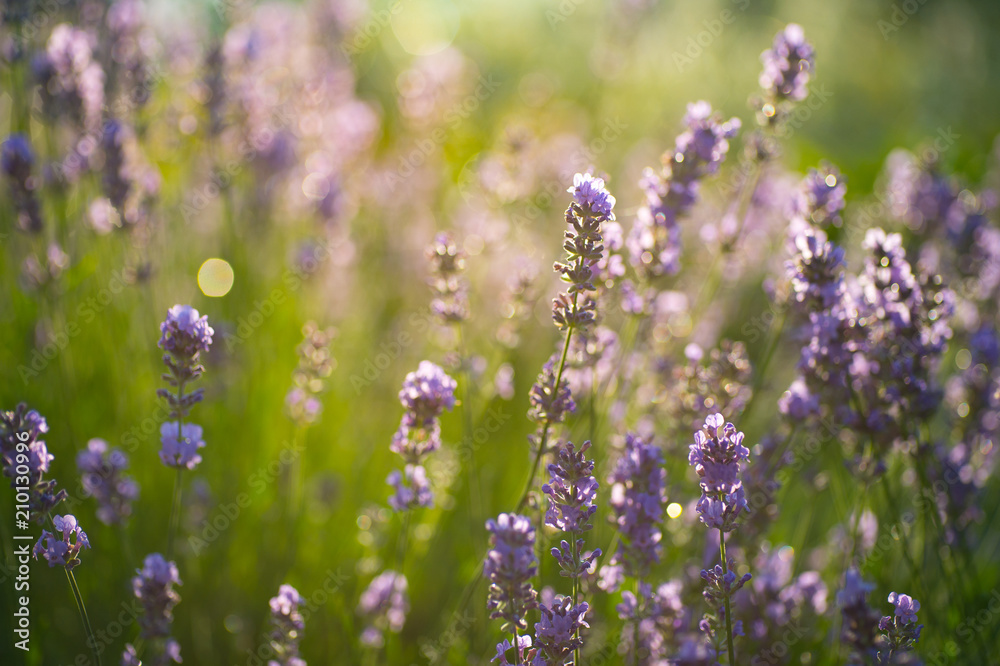 Obraz premium illuminated purple lavender flowers in bloom with raindrops