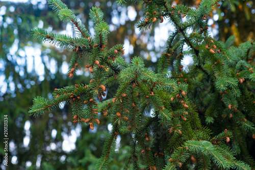 spruce branches with cones