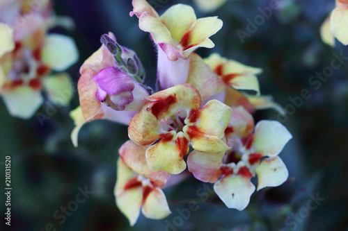 Antirrhinum majus- the snapdragon plants have been cultivated for 500 years, so many varieties have arisen