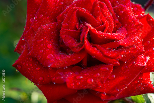 Top-view and close-up image of droplets on beautiful blooming red rose flower  Selective focus  Valentine day concept