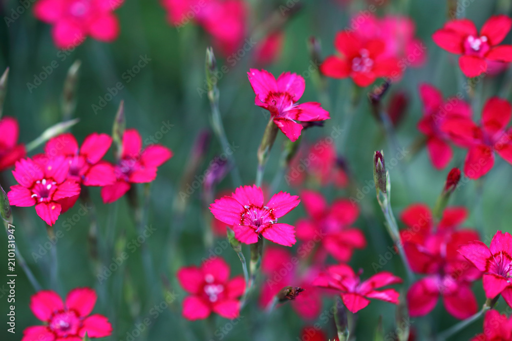 Maiden Pink- Dianthus deltoides or the stonecar is an evergreen perennial forming Maiden Pink- Dianthus deltoides or the stonecar is an evergreen perennial forming
