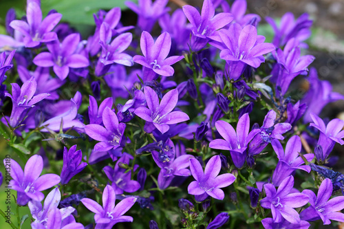 Fototapeta Naklejka Na Ścianę i Meble -  Blue purple Campanula of walls or bellflower flower is a perennial