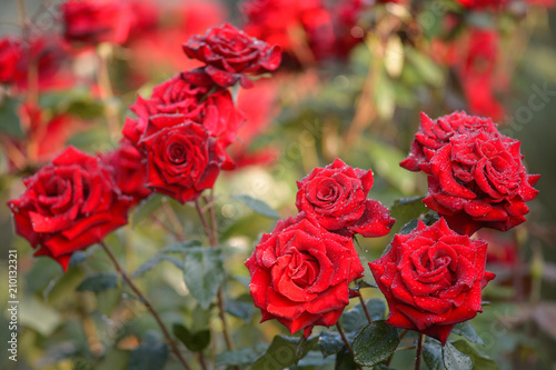 Red roses with water drops in summer park