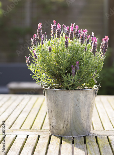 Pot with blooming lavender standing on a wooden gardentable in the sun