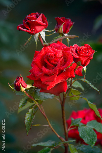 Red roses with drops of rain. A wonderful gift for holiday