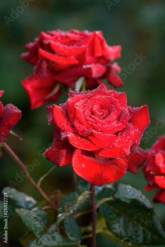 beautiful red roses on a background of green leaves