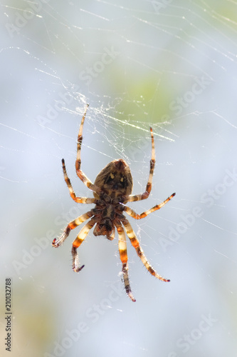 spider hangs on a spider net