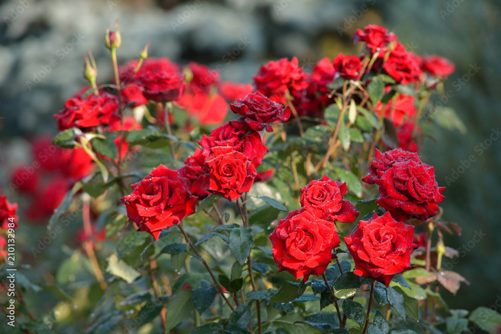 a red roses bud close-up with drops of summer rain, on a blurred natural background