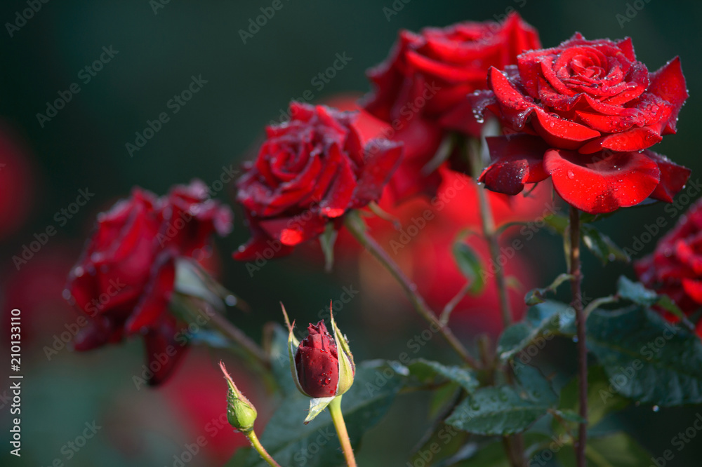 water drops on a red roses in nature water drops on a red roses in nature
