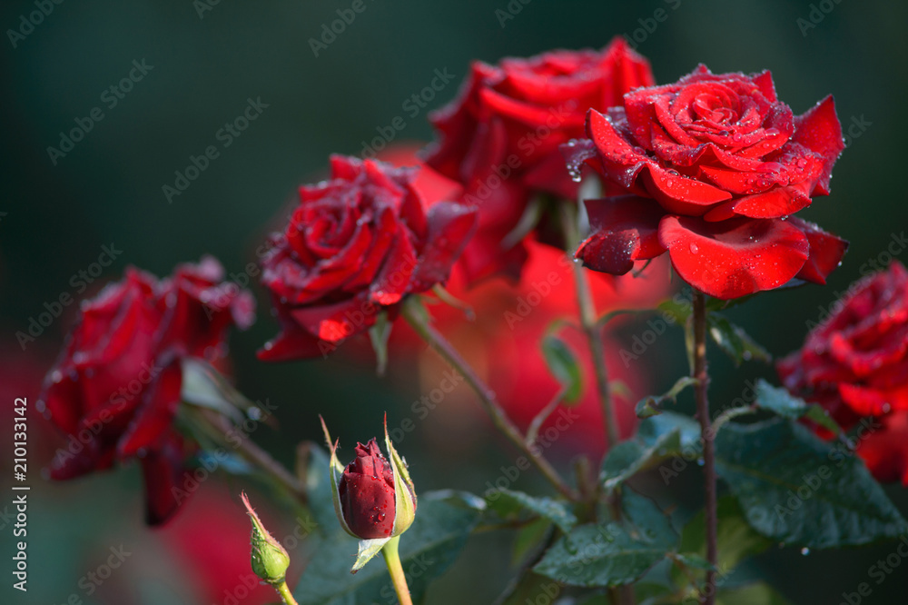 Water drops at the petal of the red roses Water drops at the petal of the red roses