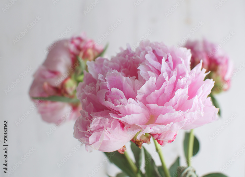 Peonies Flowers White White vase background Wedding theme Copy space Peonies Flowers White White vase background Wedding theme Copy space