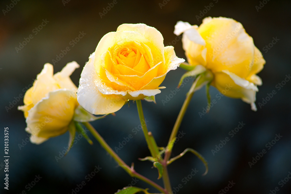 Branch of yellow roses covered with dew drops