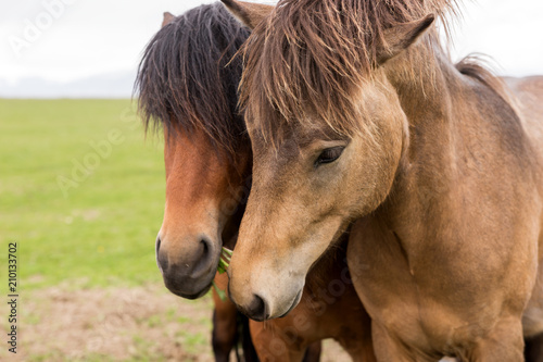 Two Icelandic horses. Close-up of the heads