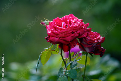 Fototapeta Naklejka Na Ścianę i Meble -  Beautiful branch of a red bush rose with a drop on a background of green bushes after the rain in the garden