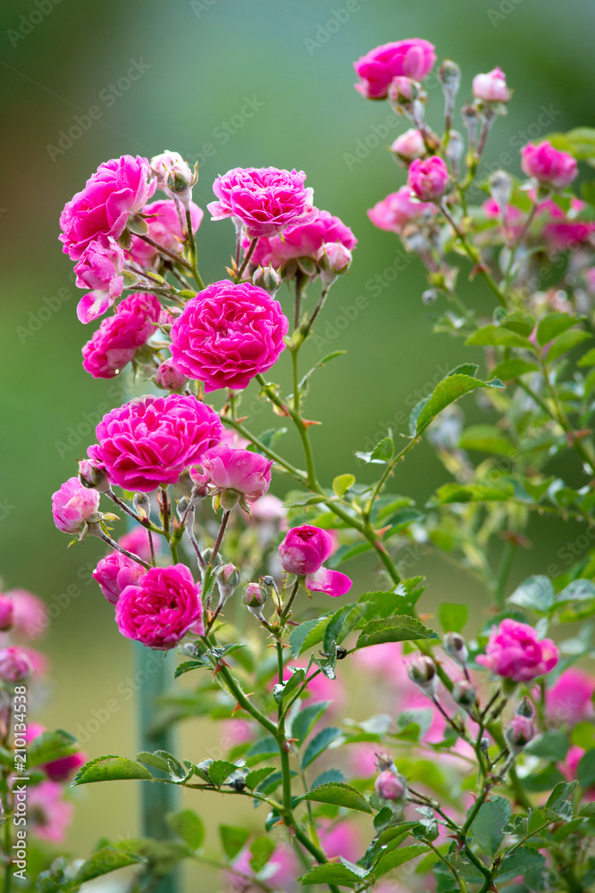 close-up bush of a pink rose with drops of dew after rain against a backdrop of a green garden close-up bush of a pink rose with drops of dew after rain against a backdrop of a green garden