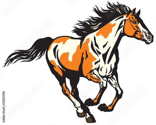 galloping wild stallion horse. Pinto colored pony mustang .Isolated vector illustration