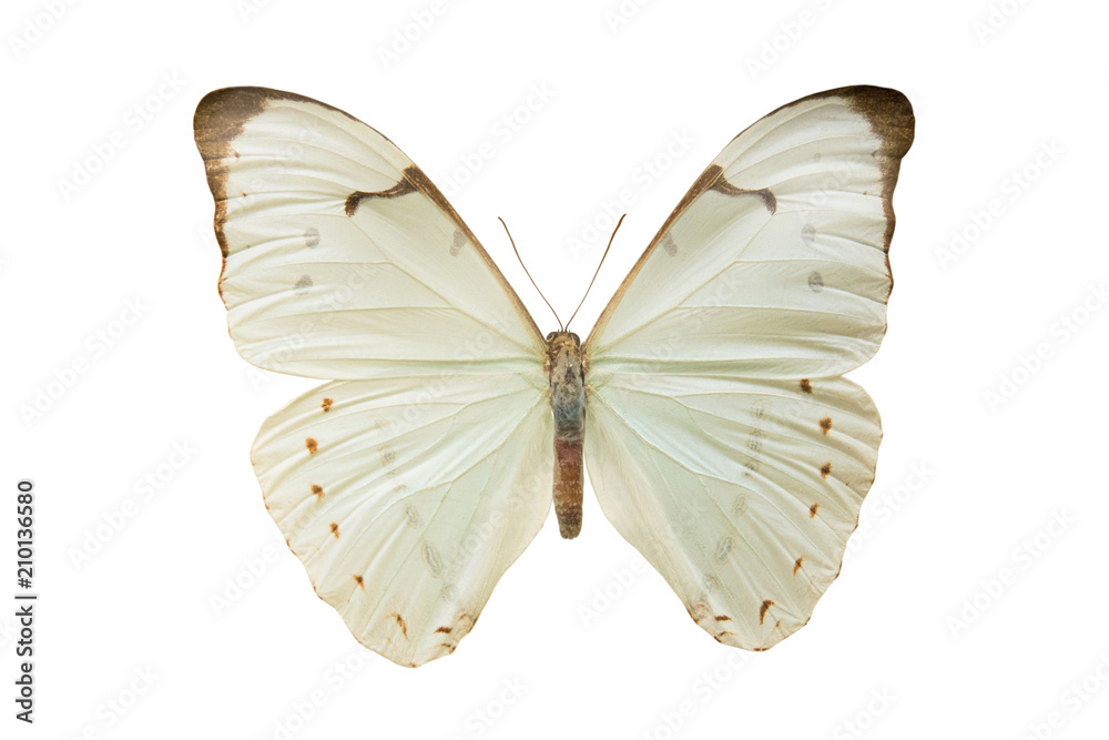 Obraz premium Morpho laertes isolated on white background