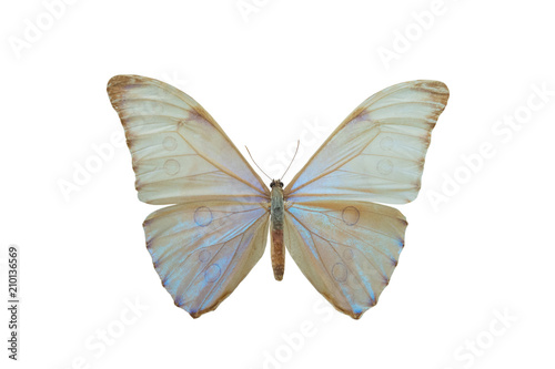 butterfly Morpho aurora © fotomaster