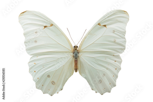 butterfly Morpho polyphemus m photo