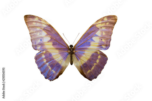 butterfly Morpho cypris,