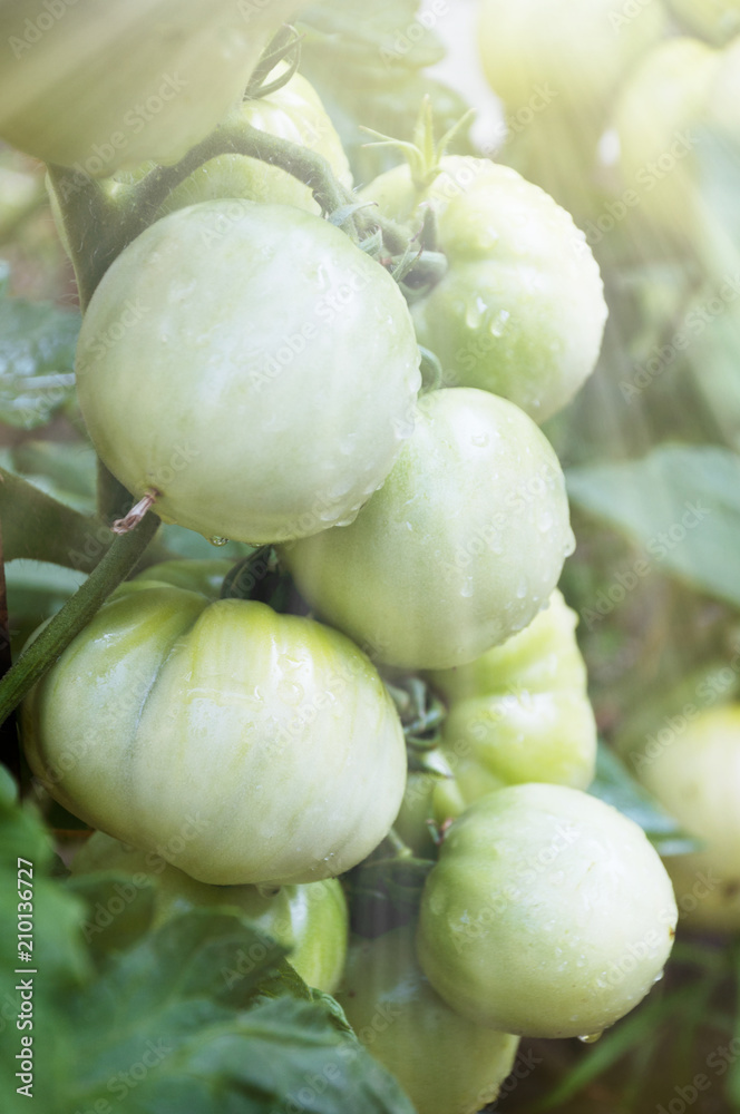 bunch of green tomatoes under the summer sun bunch of green tomatoes under the summer sun