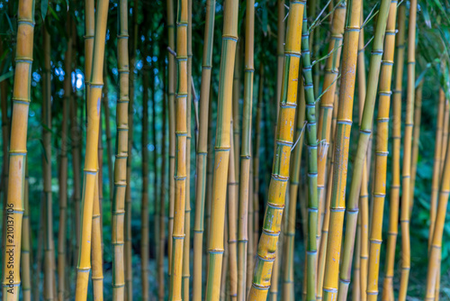 Phyllostachys aureosulcata aureocaulis bamboo