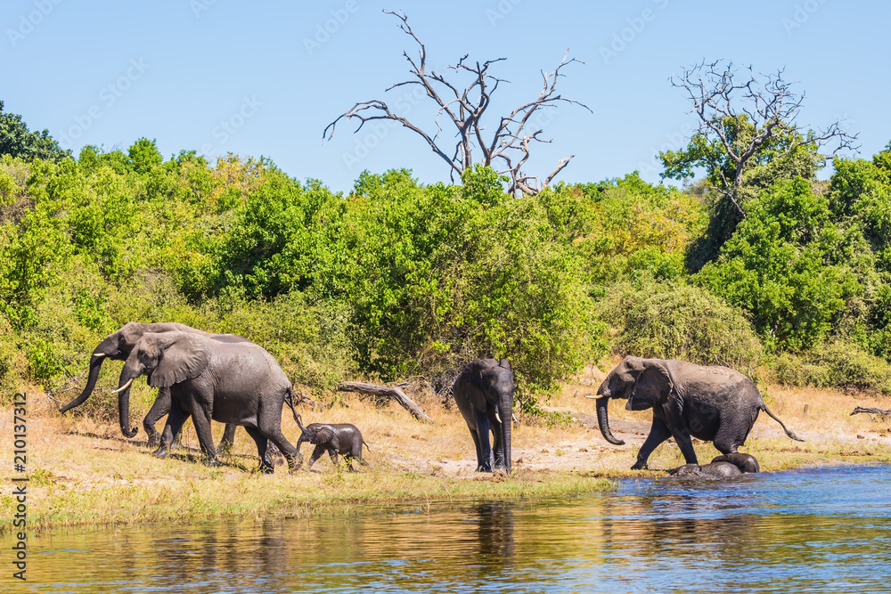 Obraz premium The elephants crossing river in shallow water