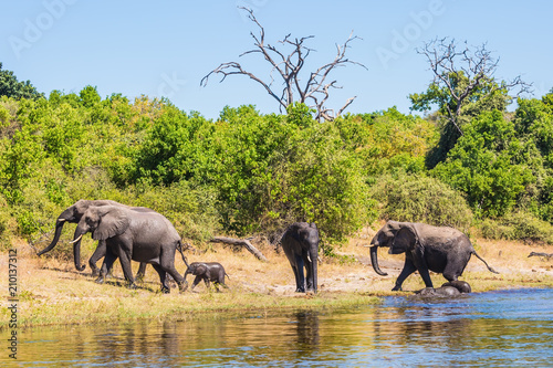 Photography The elephants crossing river in shallow water