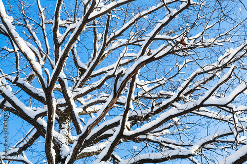 bottom view of snow-covered branches of oak tree