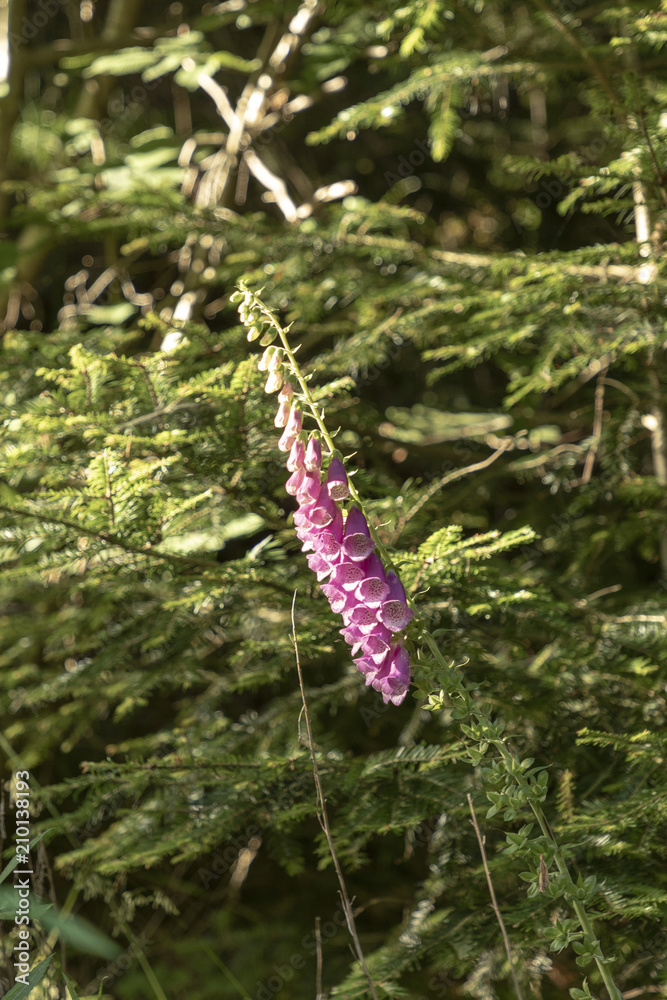 wild thimble plant grows in the forest