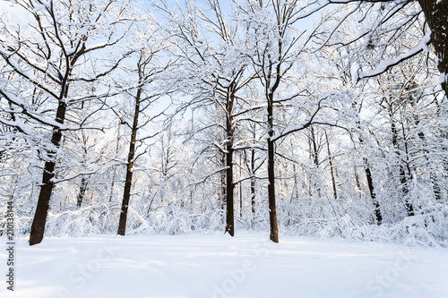 oaks at snow-covered glade in forest in winter