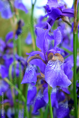 Fototapeta Naklejka Na Ścianę i Meble -  Violet irises on a flower bed in the garden 