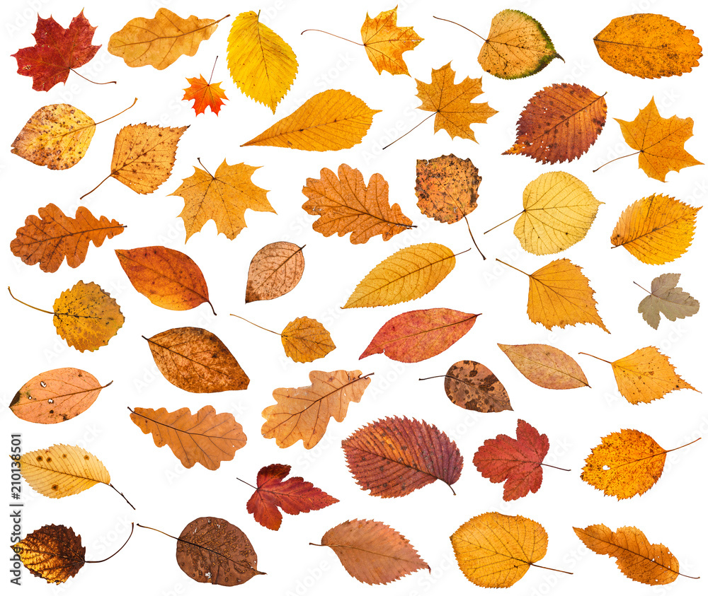 many various dried autumn fallen leaves isolated