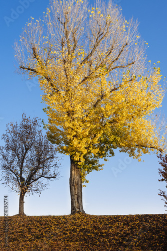 Tree covered in yellow leaves