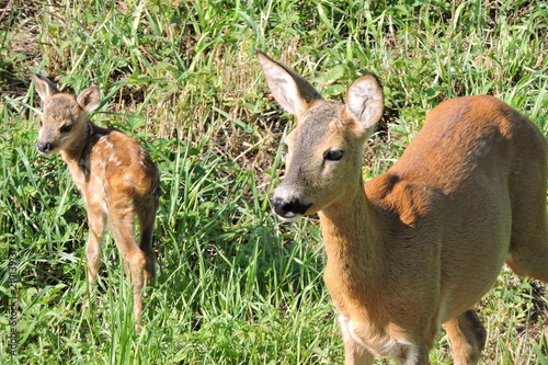 A roe deer and its fawns