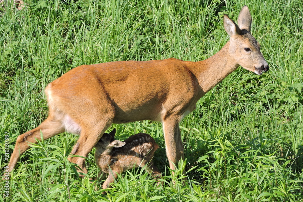 Fototapeta premium A roe deer feeding its fawn