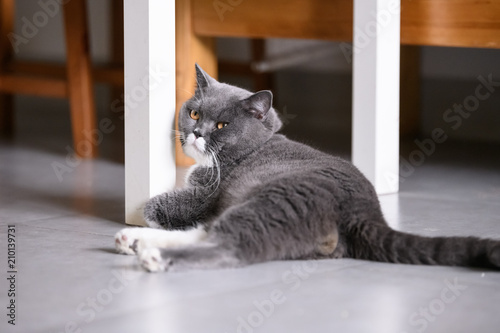 The British short hair cat lying on the ground