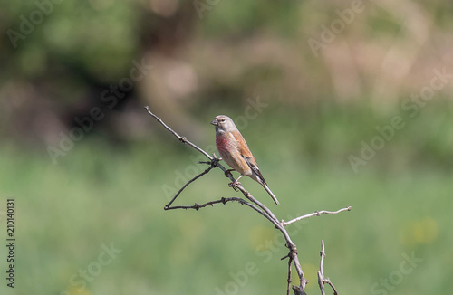 Linaria cannabina small bright songbird
