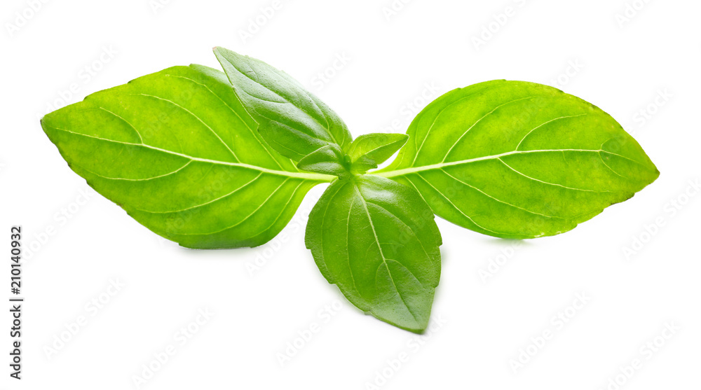 Fresh green basil on white background Fresh green basil on white background